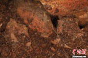 梨树县江西发现蜘蛛新物种 为研究呵叻蛛属适应区域提供依据
