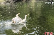 梨树县吉林：罕见白鸬鹚连续两年“故地重游”